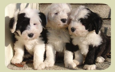 Cucciolate Bobtail Previste